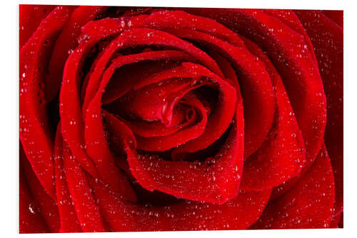 Stampa su PVC Red rose with drops of water