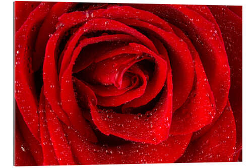 Gallery print Red rose with drops of water