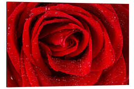 Magnettafel Rote Rose mit Wassertropfen