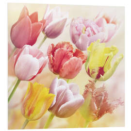 Foam board print Various tulips