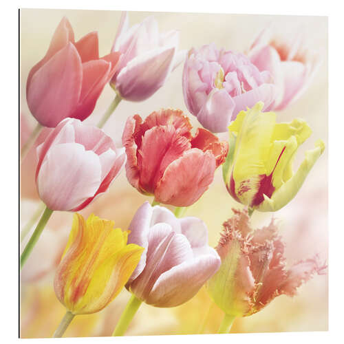 Gallery print Various tulips