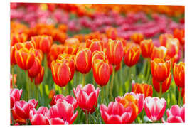 Foam board print Colorful tulips field