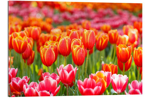 Gallery print Colorful tulips field