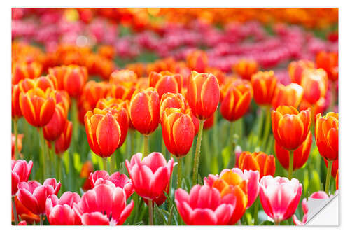 Sticker mural Colorful tulips field