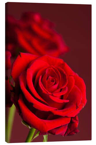 Canvas print Red roses