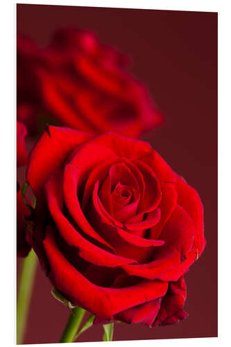 Stampa su PVC Red roses