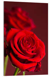 Gallery print Red roses