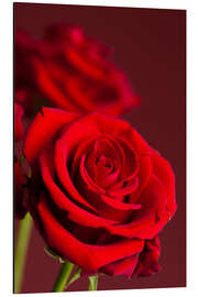 Magnettafel Rote Rosen