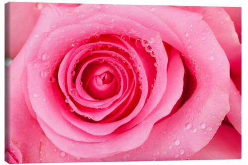 Canvas print Pink rose blossom with dew