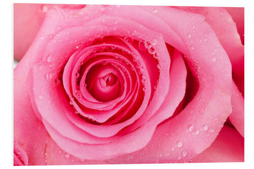 PVC print Pink rose blossom with dew