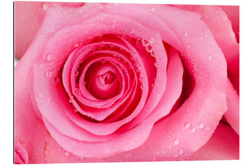 Gallery print Pink rose blossom with dew