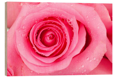 Wood print Pink rose blossom with dew