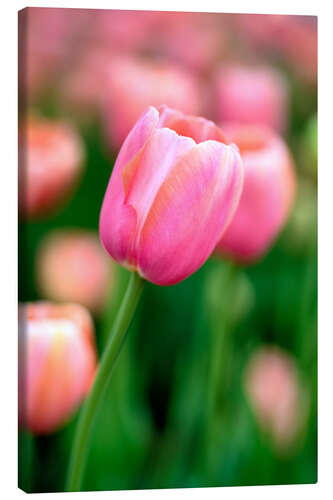 Canvas print Single pink tulip