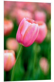 PVC print Single pink tulip