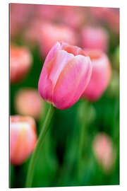 Tableau en plexi-alu Tulipe rose