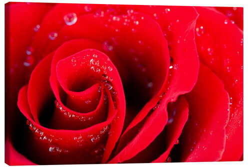 Canvastavla Red rose bloom with dew drops