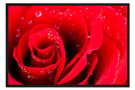 Gerahmter Kunstdruck Rote Rosenblüte mit Tautropfen