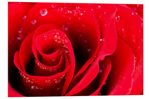 PVC print Red rose bloom with dew drops