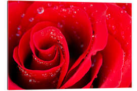 Gallery print Red rose bloom with dew drops