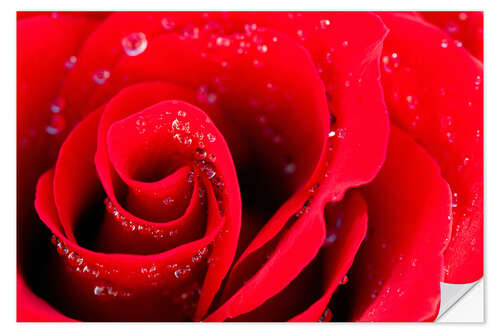 Selvklebende plakat Red rose bloom with dew drops