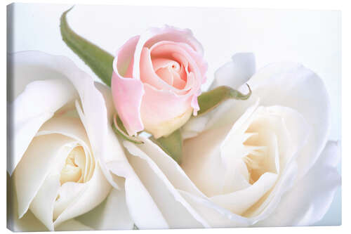 Canvas print Roses on a white background