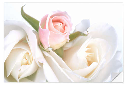 Wall sticker Roses on a white background