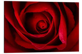 Tableau en aluminium Rose rouge