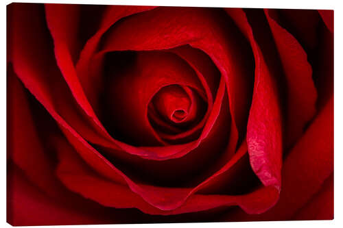 Leinwandbild Rote Rose