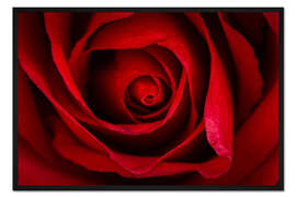 Gerahmter Kunstdruck Rote Rose