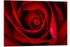 Gallery print Red rose