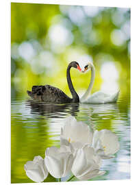 Foam board print Two swans in love