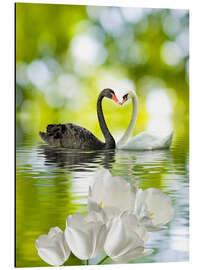 Magnettafel Zwei verliebte Schwäne