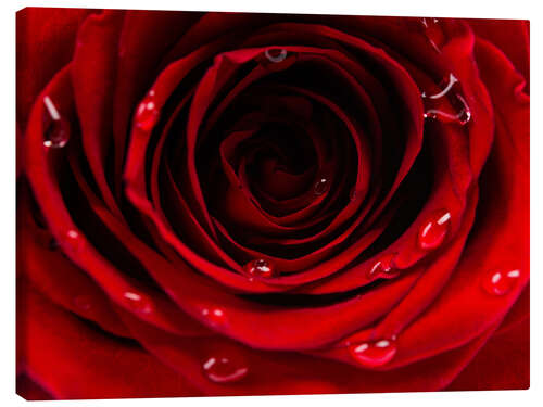 Canvas print Dark side of the red rose