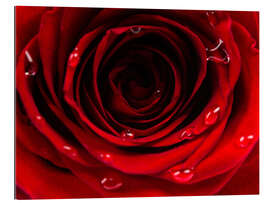 Galleritryk Dark side of the red rose