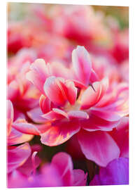 Acrylic print  Pink Zizanie tulips