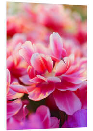 Foam board print Pink Zizanie tulips