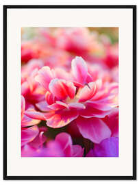 Gerahmter Kunstdruck Zizanie-Tulpen