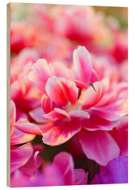 Wood print Pink Zizanie tulips