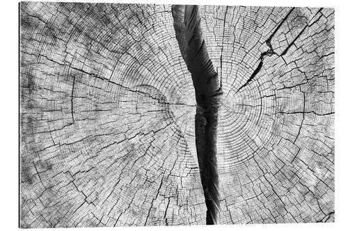 Gallery print Cleaved tree trunk