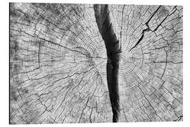 Magnettafel Gespaltene Baumscheibe