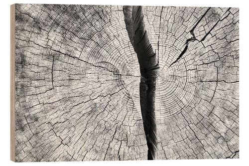 Wood print Cleaved tree trunk