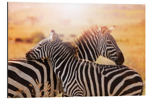 Aluminium print Zebra with its foal, Kenya