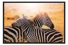 Gerahmter Kunstdruck Zebrastute mit Fohlen, Kenia