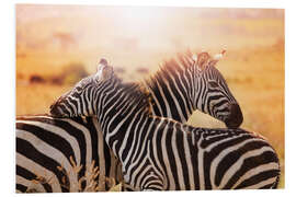 Foam board print Zebra with its foal, Kenya