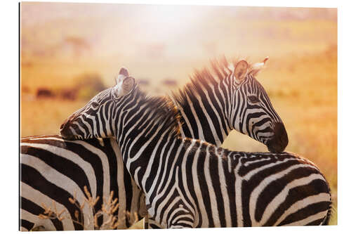 Gallery print Zebra with its foal, Kenya