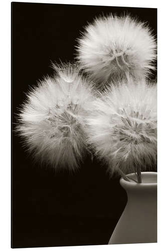 Aluminiumtavla Fluffy dandelions in a vase