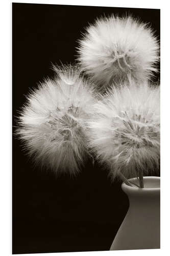 Foam board print Fluffy dandelions in a vase