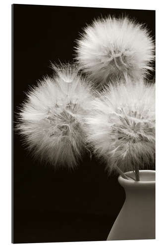 Gallery print Fluffy dandelions in a vase