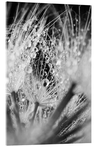 Acrylic print Dandelion with Water Drops