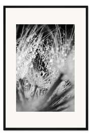 Gerahmter Kunstdruck Löwenzahn mit Wassertropfen